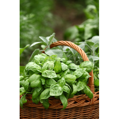 Baskets with Herbs by Mkucova