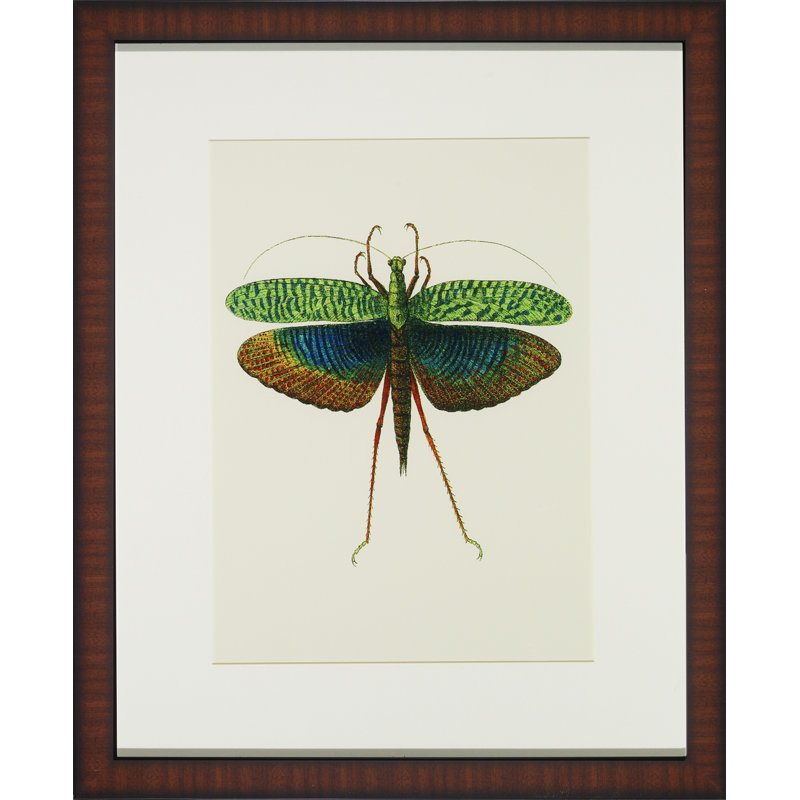 Tropical Insect II Print