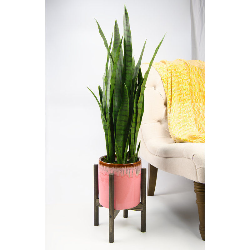 Olivencia Planter, Pink/Ebony, 13.4" H x 10.5" W x 10.5" D