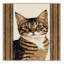  Tapis lavable American Curl Cats-1074504656