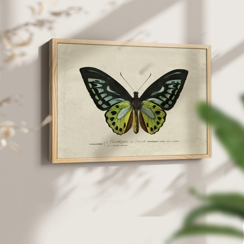 Faune rétro-XXIX - reproduction encadrée - réaménageable, H 11 po x l 14 po, Naturel