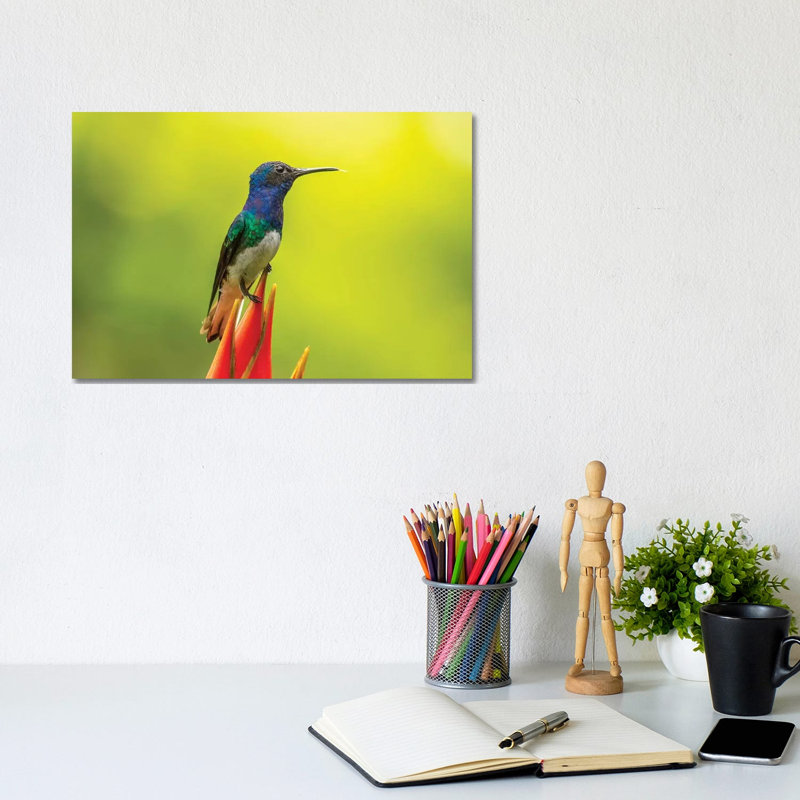Costa Rica, Sarapiqui River Valley. Male White-Necked Jacobin On Heliconia. by Jaynes Gallery - Wrapped Canvas Print