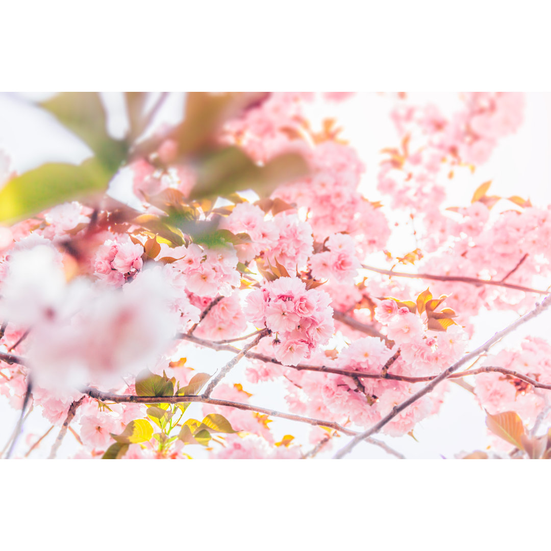 Kirschblüten Blumen von Serts - Drucken