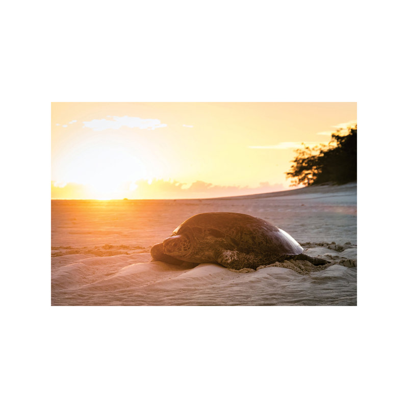 Sunrise Turtle on Beach Golden Light 1 Piece Wrapped Canvas Wall Art, 66.04 cm H x 45.72 cm W x 1.91 cm D