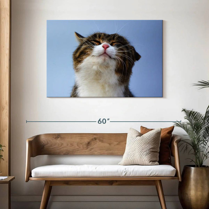 Chat rafraîchi, H 30 po x l 45 po