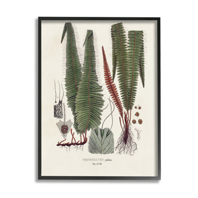 Az-400-Framed " Fern Latin Study "