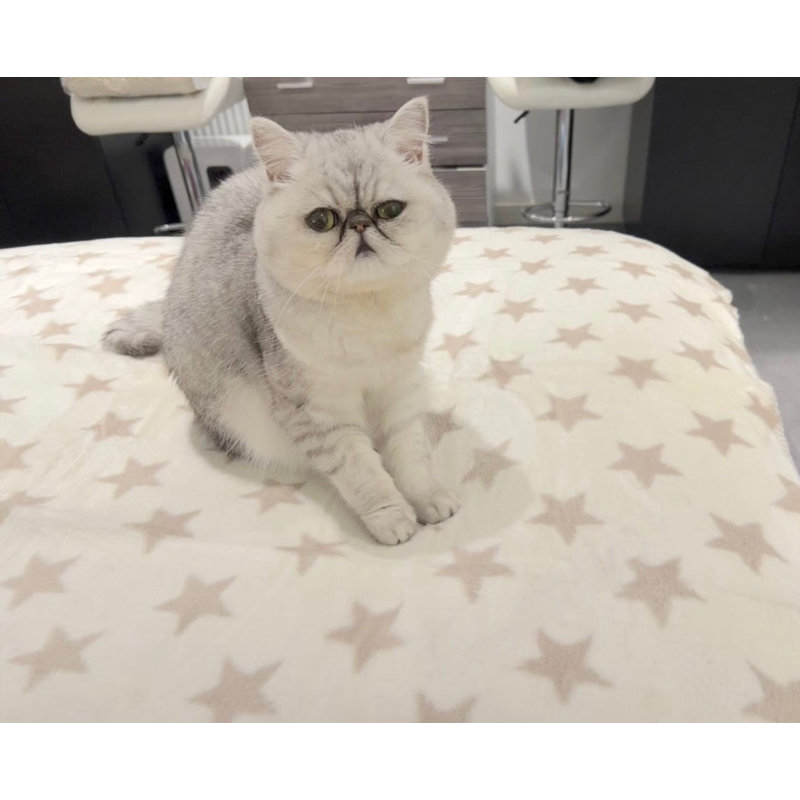 Star Print Dog Blanket