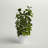 16'' Faux Peperomia Plant in Planter