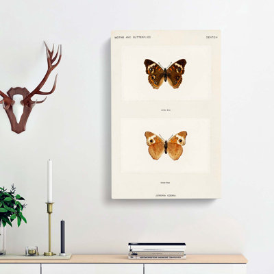 Buckeye Butterfly by S.F. Denton - Wrapped Canvas Painting
