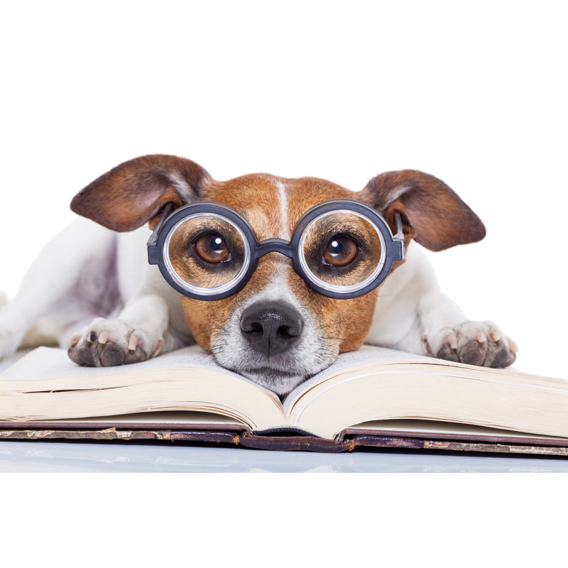 Chien lisant des livres - Photographie sur toile tendue, H 12 po x l 18 po