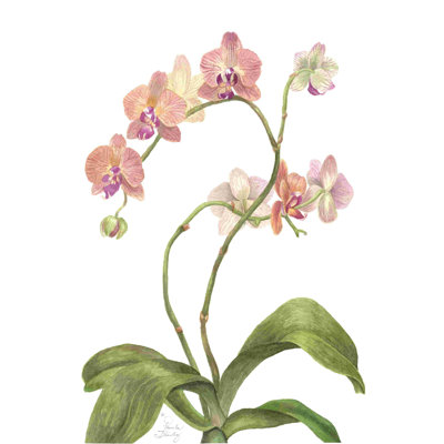 Étude d'orchidées IV