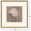 «Pretty as a pivoine I», art encadré