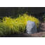 Spataro paysage jardin pierre-2040482810