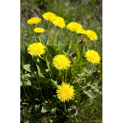 Dandelion Clump by SashaFoxWalters - No Frame Art Prints on Canvas