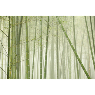 Bamboo Forest by Bihaibo