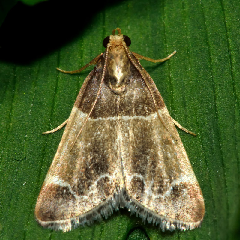 Papillon de nuit Ouray, H 12 po x l 12 po