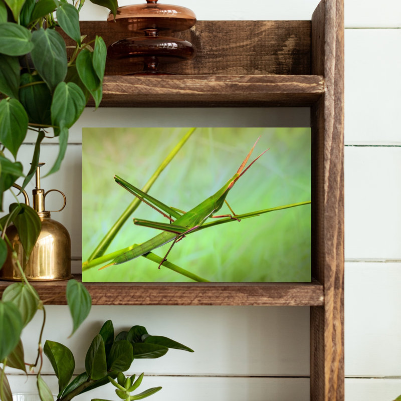 Green Stick Grasshopper Delicate Serene Grasshopper Nature Plant Wall Art Print 1 Piece Wrapped Canvas Wall Art
