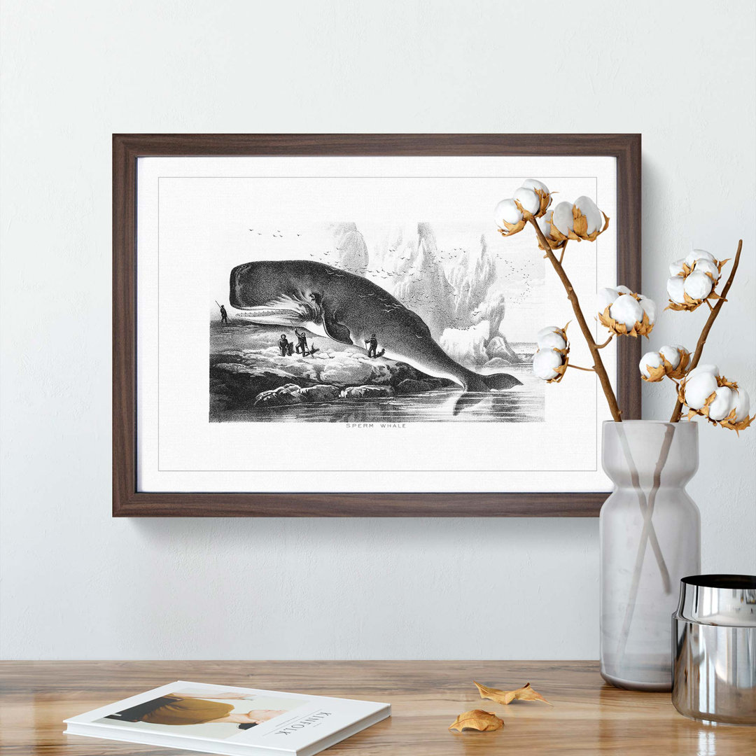 Hunted Sperm Whale by John Karst - Framed Print