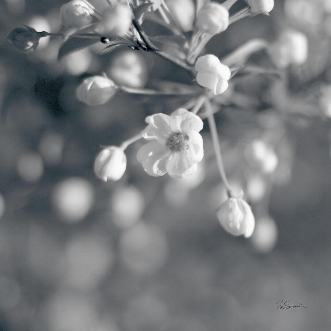 Leinwandbild Blush Blossoms II BW von Sue Schlabach