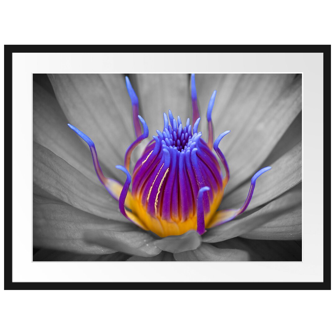 Wunderschöne exotische Blume Gerahmte Fotokunstdruck Poster