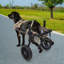 Fauteuil roulant pour chien