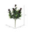 Berry Ficus Bush
