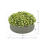 Composition de Sedum dans un pot en fibre de pierre-93415609