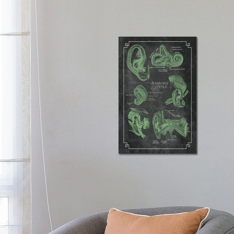 Anatomy Of The Ear by ChartSmartDecor - Wrapped Canvas Print, 66.04 cm H x 45.72 cm W x 3.175 cm D