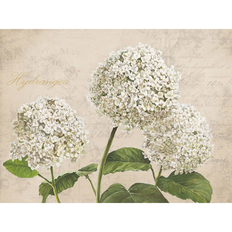 Hydrangeas (neutre) 1 Piece Wrapped Canvas Painting, 50cm H x 70cm W x 4cm D