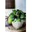 Waqaar Pot Planter-1789711480-1789711486