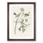 Yellow-Crown Warbler Birds by John James Audubon - Picture Frame Art Print-55641314-55641312
