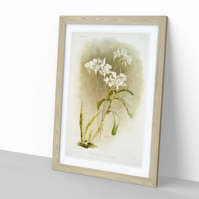 Magnolia Flowers Illustration Tab. 61 by Frederick Sander - Picture Frame Painting Print, 76cm H x 50cm W x 2cm D, Oak