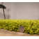 Ophiuchi Solid Colour Shag Area Rug