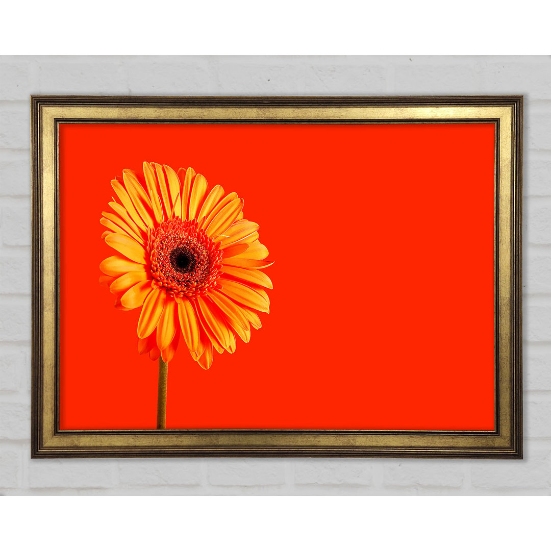 Orange auf Orange Gerbera - Druck