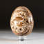 Petrified Wood Egg