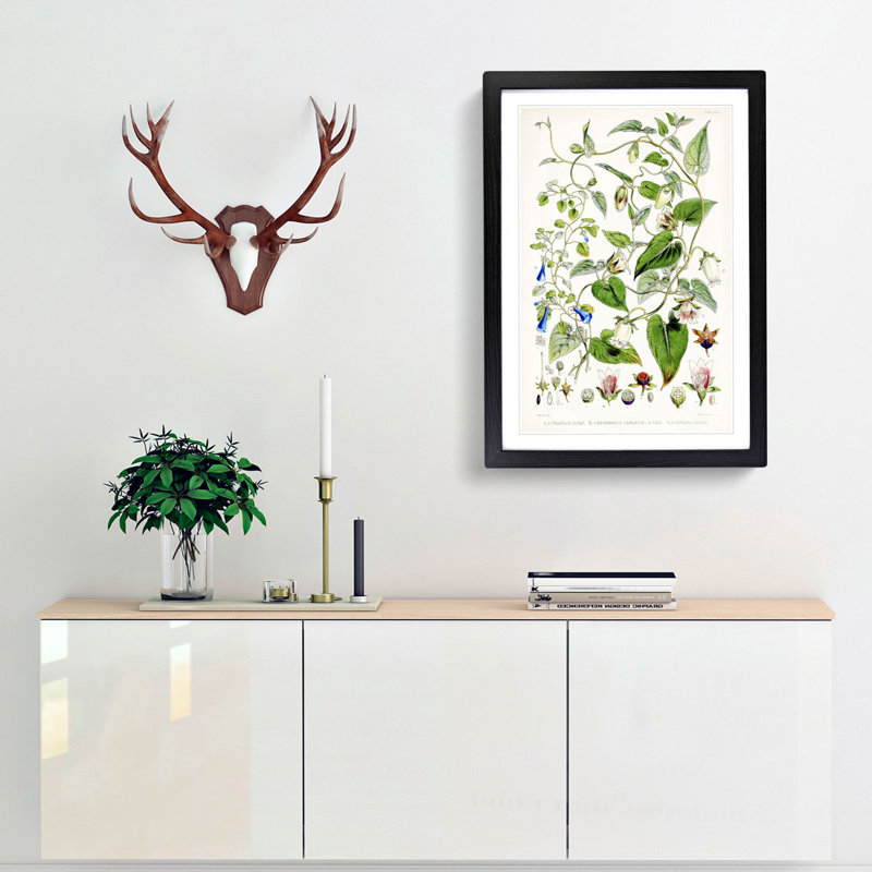 Indian Tobacco Flowers by W. H. Fitch - Framed Print, 48cm H x 36cm W x 2cm D, Black Framed