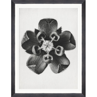 COMMON MILKWEED BY KARL BLOSSFELDT