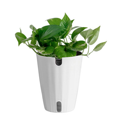 Costa Farms Pothos Indoor House Plant in 5-inch Self-Watering Pot