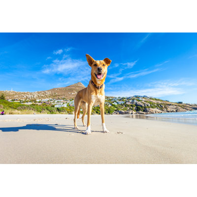 Dog Playing At The Beach