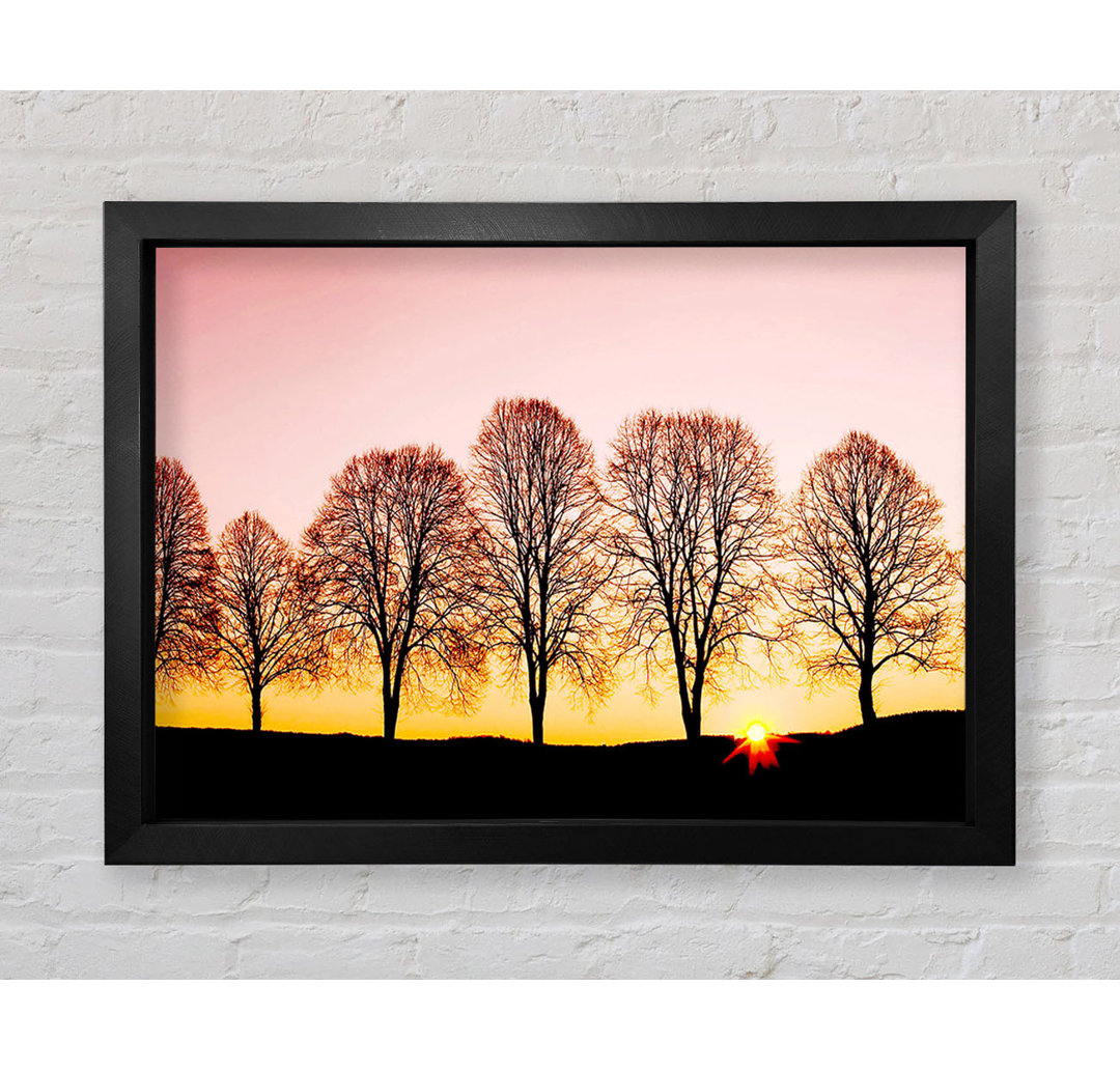 Beech Trees At Sunrise - Einzelne Bilderrahmen Kunstdrucke