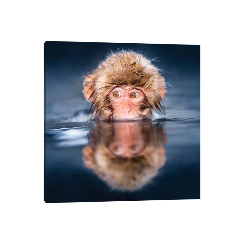 Young Japanese Macaque Taking A Bath In A Hot Spring by Jan Becke - Wrapped Canvas Gallery-Wrapped Canvas Giclée