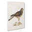 Hen Harrier by Von Wright - Wrapped Canvas-55310219