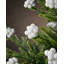 11cm Solid Colour Plastic / Acrylic Bauble-534074126