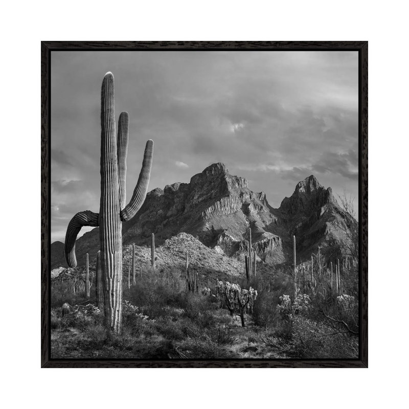 Saguaro cacti, Ajo Mountains, Organ Pipe Cactus National Monument, Arizona 1 Piece Wall Art on Canvas, Black Framed