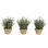 UV Rated | Rosemary, Green, Terracotta Pot/3, 6wx6dx8h