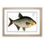 Bream Fish - Picture Frame Painting Print-55679048-55679049