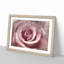 Pretty in Pink Rose Flower - Framed Print-56758541-56758542
