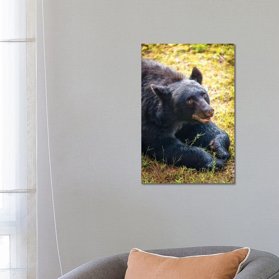 Friendly Brown Bear Lying In Grass von Susan Richey - Galerie-verpackte Leinwand Giclée auf Leinwand