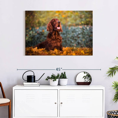 Crowle Irish Setter In Autumn