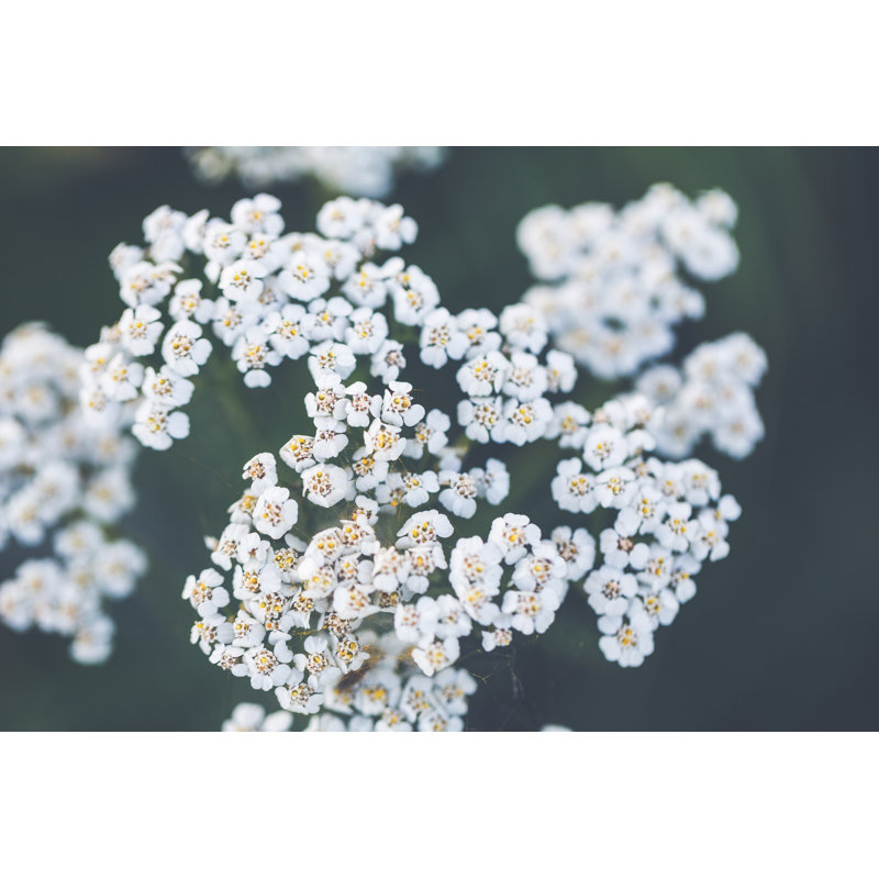 Graines de millefeuille (commun) [Achillea Millefolium, Syn. A. Magna] par Rike_, H 12 po x l 18 po